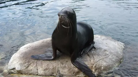 A sea lion sitting on a rock. She is surrounded by a body of water.