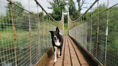 Louisa Currie A black and white dog walking over the Diamond Jubilee bridge towards the camera with its left ear perked upwards
