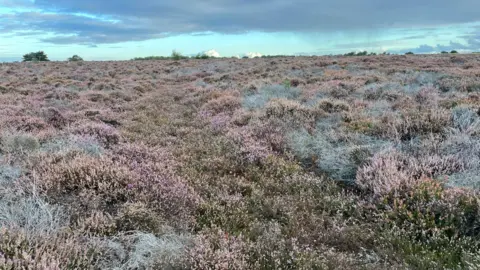 Una extensión de brezo rosa y morado.