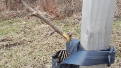 A young apple tree which has had its main trunk snapped. It was being supported by a plastic belt strapped to a plank of wood. 