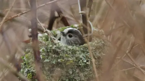 A bird sat in a nest made of moss nestled among branches.