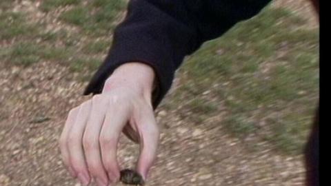 Hand holds a tiny turtle