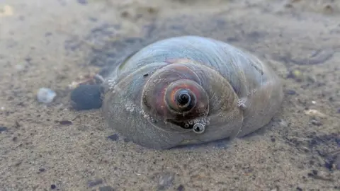 Getty Images A shiny snail shell lying in a pool of bubbly water on a beach