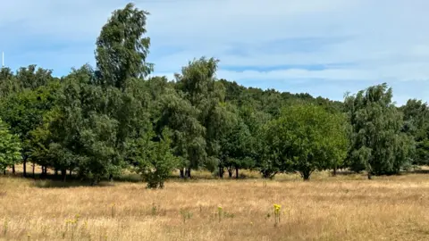 BBC / Gavin Kermack A large field of brown grassland, with a long row of leafy green trees set against a bright blue sky.