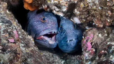 Atlantic wolffish photographed off the Berwickshire coast