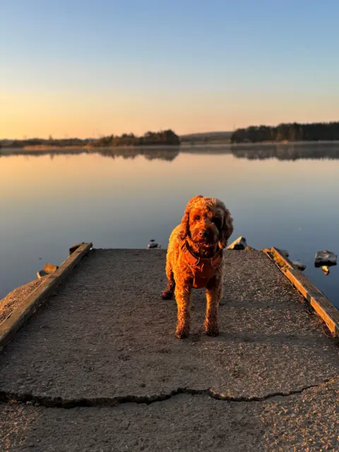 Yvonne Hamilton A dog stands in front of a loch on a sunny evening