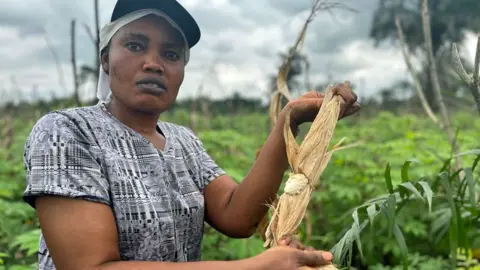 Patience Ogboe berdiri di ladang jagung hijau yang membuka tongkol jagung untuk menunjukkan bagaimana ia mengering dan tidak tumbuh dengan benar di Ogoniland, Nigeria.