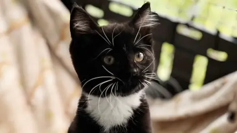 Black kitten looking alert on a blanket. It's all black apart from a triangular white patch under its chin that looks like it has a napkin round its neck. It has green eyes and white whiskers and spiky white eyebrows