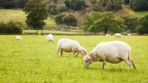 Getty Images Sheep grazing in a field