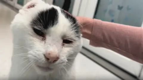 Alex Osborne/ BBC Image shows an older black and white cat, Mr B, being stroked at the GSPCA animal shelter. He has black and white patches, with white whiskers and a pink nose.