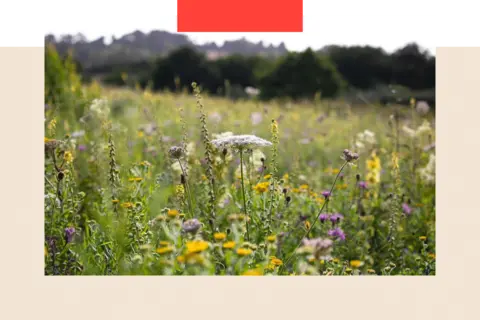 Pip Gray - Plantlife A meadow near Cardiff