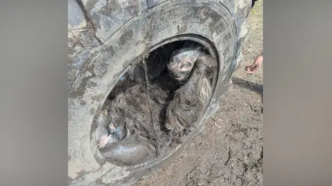 The brown and matted pony is wedged inside the tractor tyre in a muddy field.