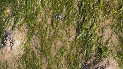 Seagrass growing off the Cumbrian coat