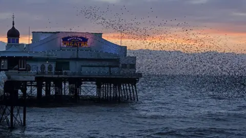 Ian Grundy A flock of birds flying around the Joe Longthorne Pavilion Theatre on Blackpool's North Pier as the sun sets