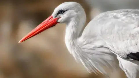 The stork has a long, red beak and a curvy neck and white body in this close-up image.