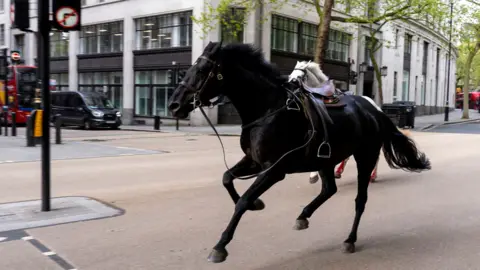 PA Media A black horse and a white horse gallop through central London after escaping. 