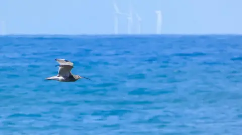 Emma Legge a bird with a long thin beak flying over blue water.
