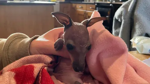 A baby wallaby wrapped in a towel or scarf. A human hand is gently supporting its neck from behind and they appear to be in a kitchen.