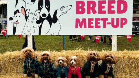 Terriers gathered at a Dogfest event in Surrey
