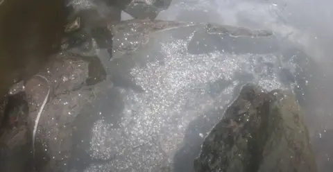 Abolish Salmon Farming white/silver debris is seen around the drain and river, believed to be fish scales.