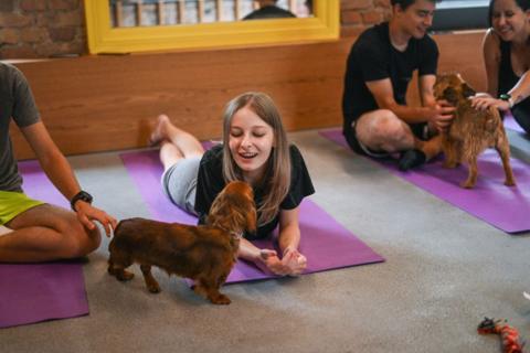 Animal rights activists have warned that puppy yoga can be detrimental to the dogs' wellbeing