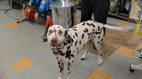 Inside a hardware shop, next to racks of gardening gloves and a compost bin, a Dalmatian smiles at the camera, his tail is a blur.