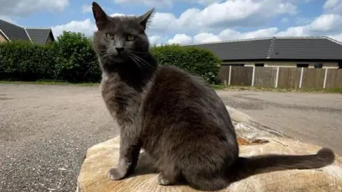 Harry, a grey cat, sitting on a tree stump