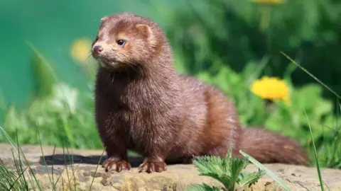 Getty Images An American mink is standing on a rocking surround by vegetation. It is a chestnut brown colour mammal with short feet, a long torso and a long tail.