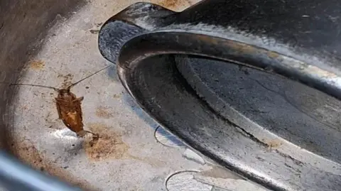 A dead cockroach next to coffee equipment in the servery.
