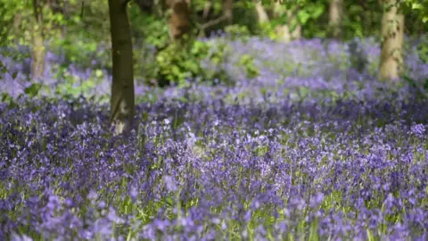 A carpet of bluebells spread across woodland among slender tree trunks in Speke