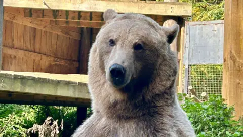 A brown bear looking at the camera. It is in an enclosure. 