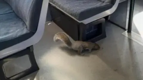 Great Western Railway One of the grey squirrels on the beige floor of the train walking next to one of the black metal bases of a chair