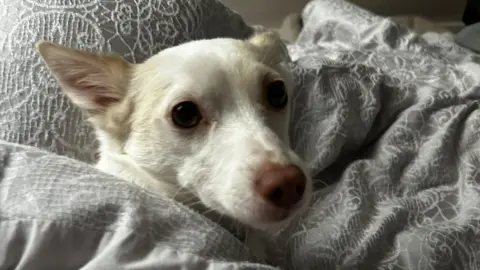 A family picture of Laika, who has a white coat and big brown eyes, snuggled up on a bed.