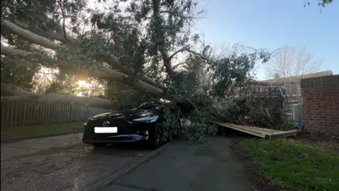 Stuart Woodward/BBC Tree fallen on to car