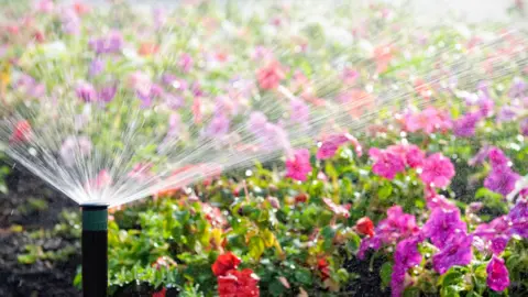 An automatic sprinkler watering a bed of flowers in bright sunshine. 