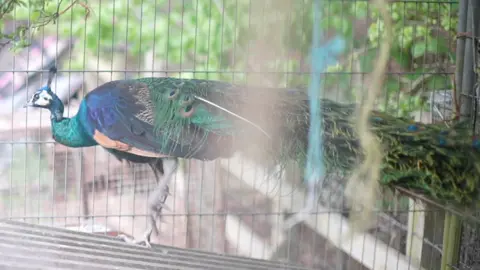 Jamie Niblock/BBC The peacock that was on Farmer Tom's land inside an enclosure. It has blue and green feathers and stands on a platform. 