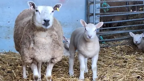 BBC Weather Watchers/Step Counter A sheep standing in straw next to a lamb with both looking into the camera. Behind them is a concrete wall with a metal gate in it.