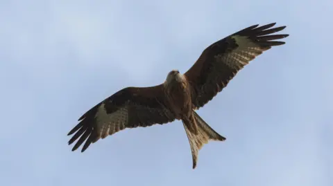 A red kite in flight above Reading, Berkshire. The bird appears brown and white coloured with its wings outstretched and its deeply forked tail. 