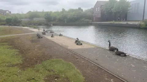 A group of geese sitting and lying on a canal path, with trees and buildings on the other side of the canal 