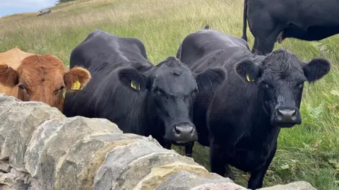 Three black cows and one brown cow stood behind a stone wall in the countryside.