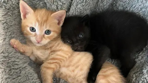 A ginger kitten is cuddled by a black kitten on a grey furry blanket at the Cotswolds Cats & Dogs Home