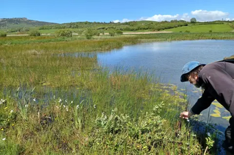 National Peatland Action Programme A person wearing a blue sun hat and dark outdoor clothing bends down at the edge of a shallow lake, reaching toward reeds and aquatic plants growing in the water. The lakeshore is fringed with tall grasses, rushes, and patches of floating vegetation. The calm water reflects the bright blue sky. Beyond the wetland, green fields, hedgerows, and wooded hills stretch across the landscape, with a rocky hill rising on the left side of the horizon.