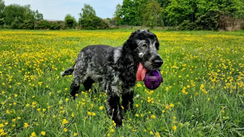 Alison Treacher A black and grey furred dog with a purple ball hanging out of its mouth as it stands in a field of buttercups.