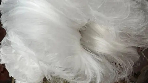 Cynthia Dallow Image of a large mass of fine hair-like strands of white ice.  The white ice threads are attached to a stick.  In the background can be seen grown autumn leaves and twigs