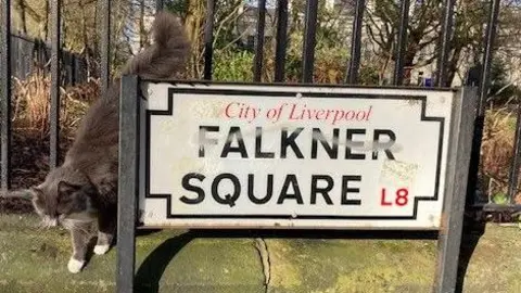 A grey cat clambers down park railings behind a white sign reading Falkner Square, L8.