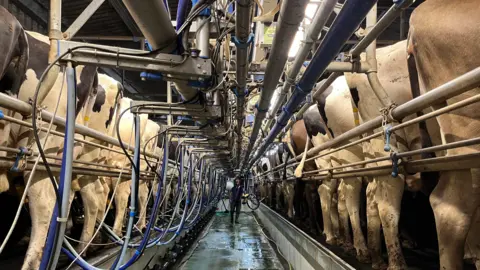 A shot looking down the middle of the parlour - down either side cows backsides and udders can be seen. On the left, cows have blue piping attached for the milking. 