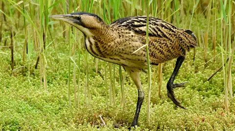 Chris Cull / YWT A juvenile bittern - a large wading bird with brown, black and white feather - walks across marshland.