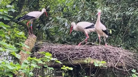 Two white storks are standing on a large nest of twigs and another is sitting on a wooden pole. 