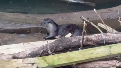 An otter