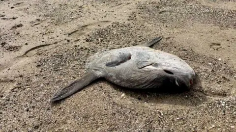 Gray's Art An Ocean Sunfish is splayed out on a sandy beach with its fins spread out on either side.